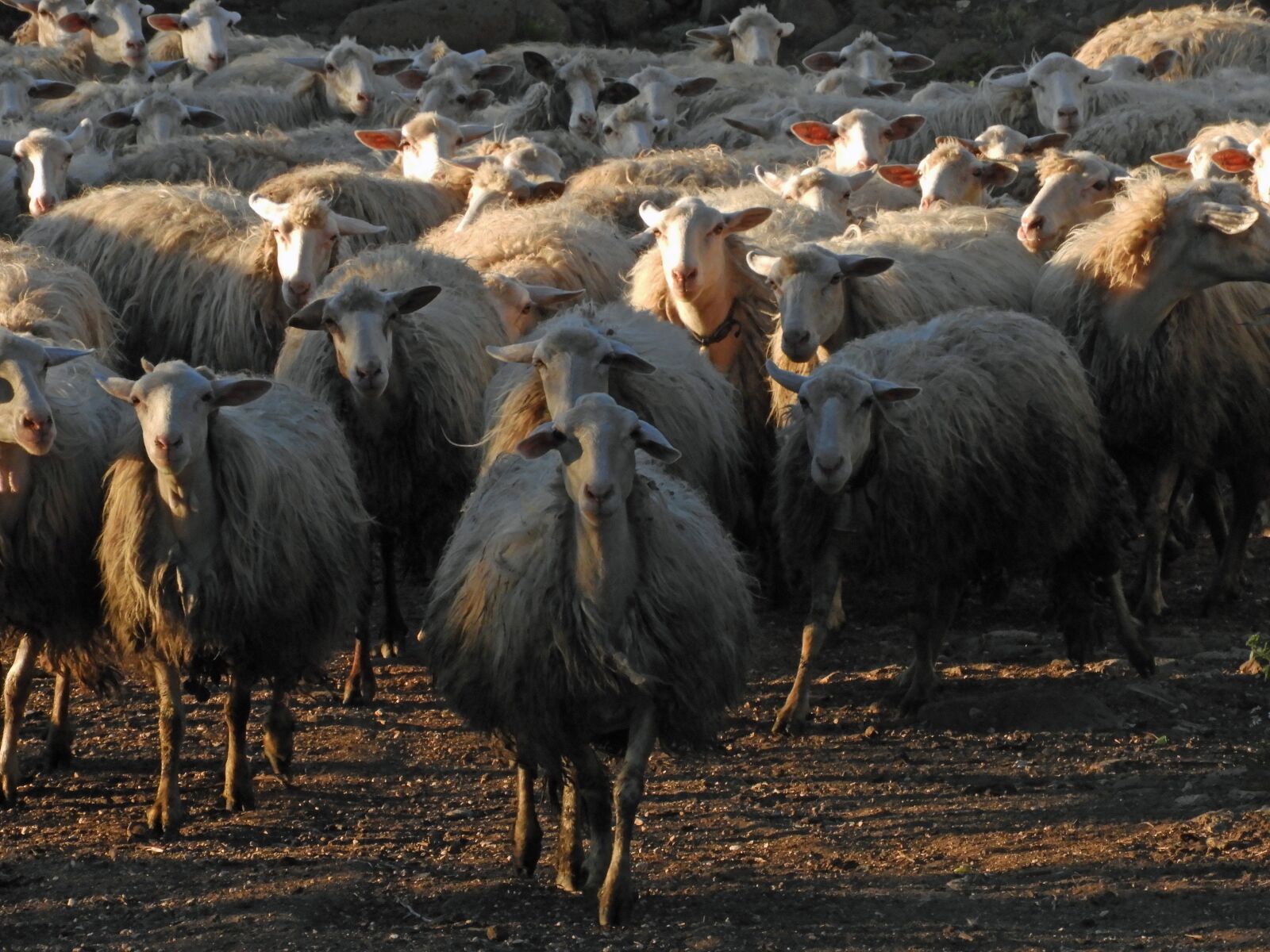 Nikon Coolpix B700 sample photo. Sheep, flock, animals photography