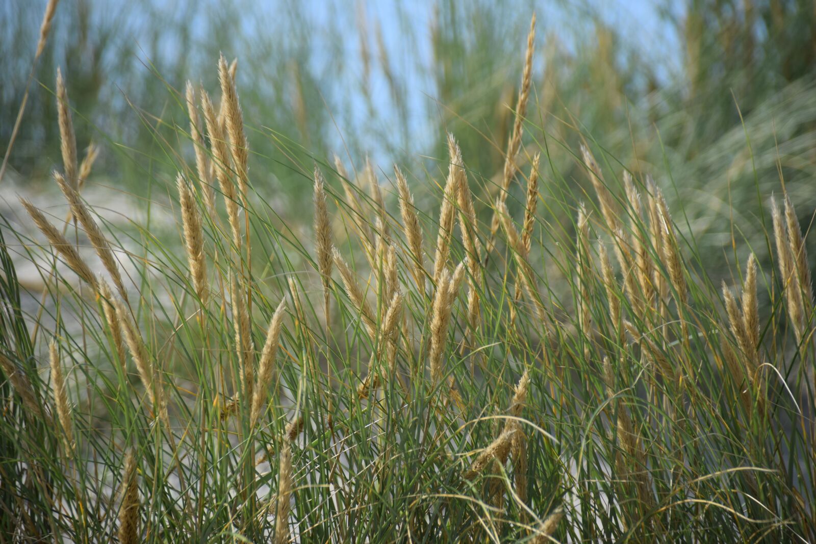 Nikon D3300 sample photo. Gras, dune, sand photography