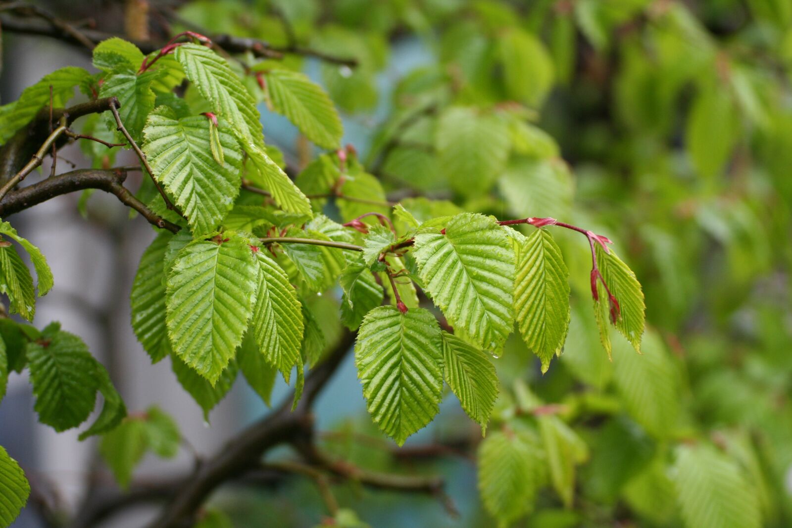 Canon EOS 350D (EOS Digital Rebel XT / EOS Kiss Digital N) sample photo. Foliation, leaf, spring photography