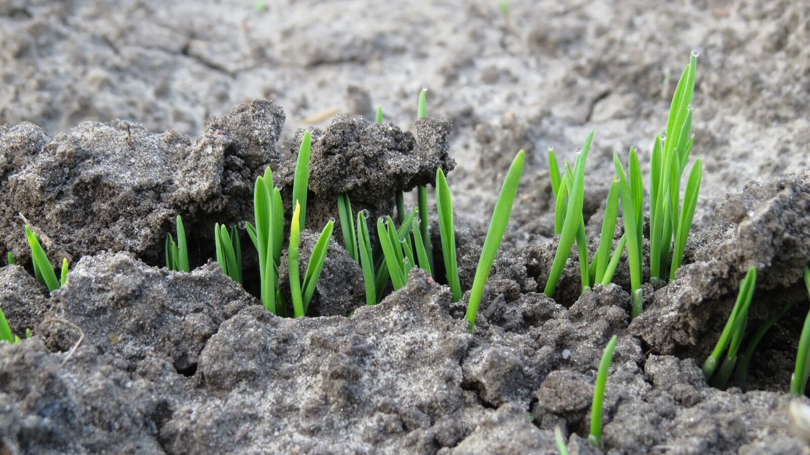 Canon PowerShot SX50 HS sample photo. Oats, plant, rostock photography
