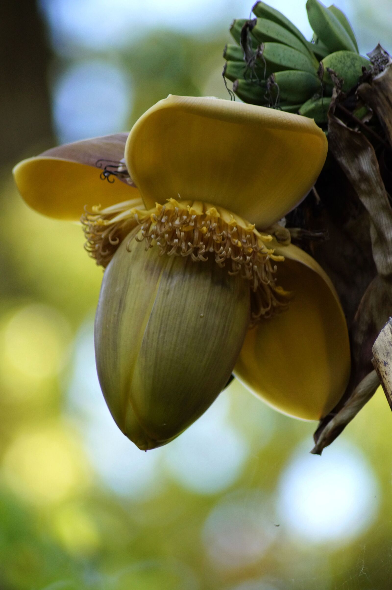 Sony SLT-A58 sample photo. Banana flower, banana, flower photography
