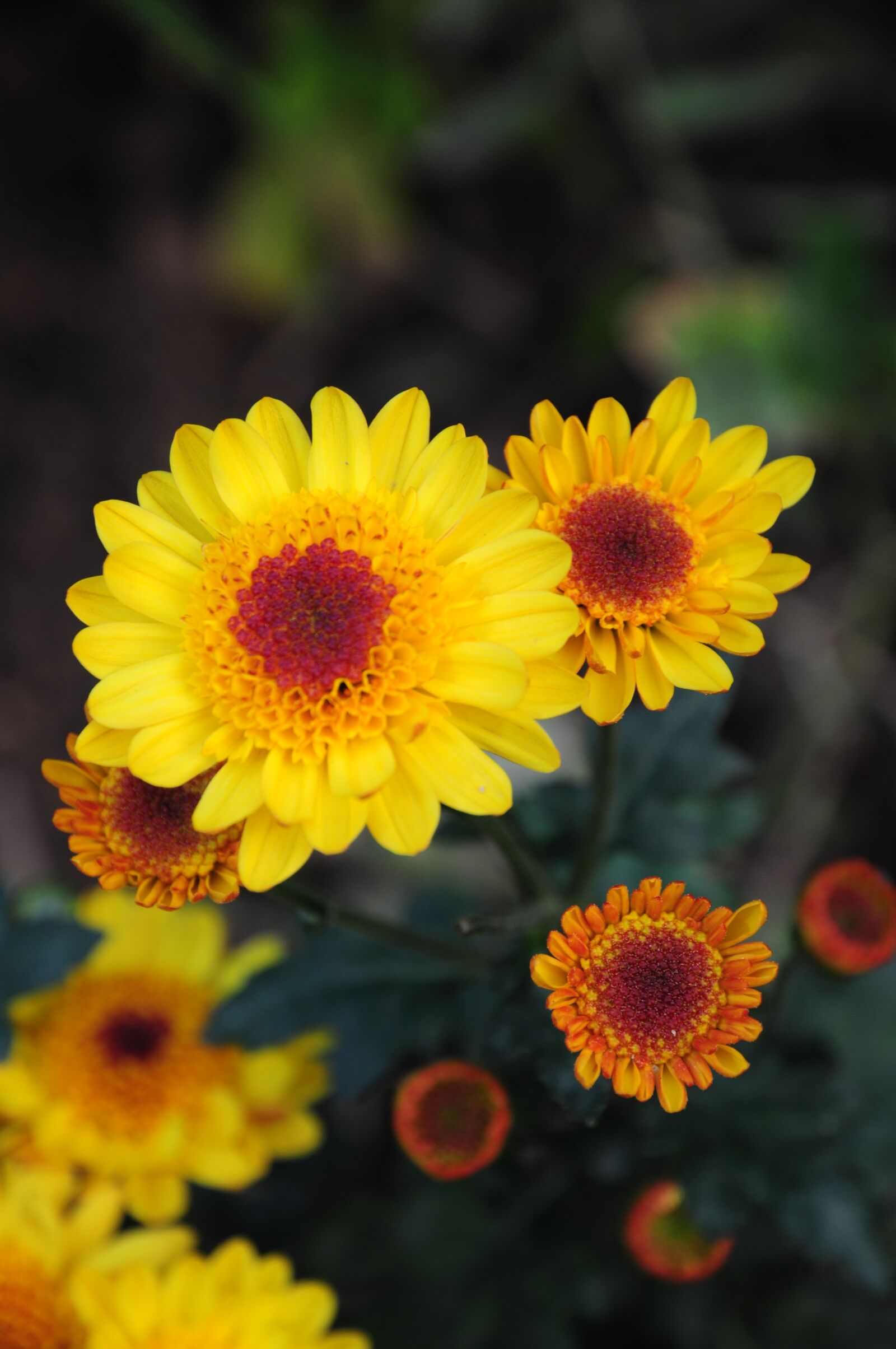 Nikon D90 sample photo. Chrysanthemum morifolium, flowers, perennial photography