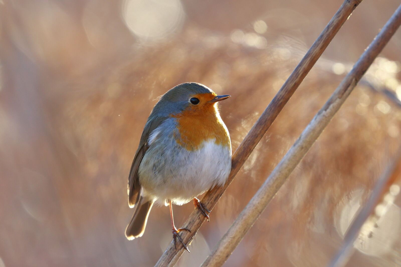 Canon EOS 7D Mark II sample photo. Robin, reeds, sun photography