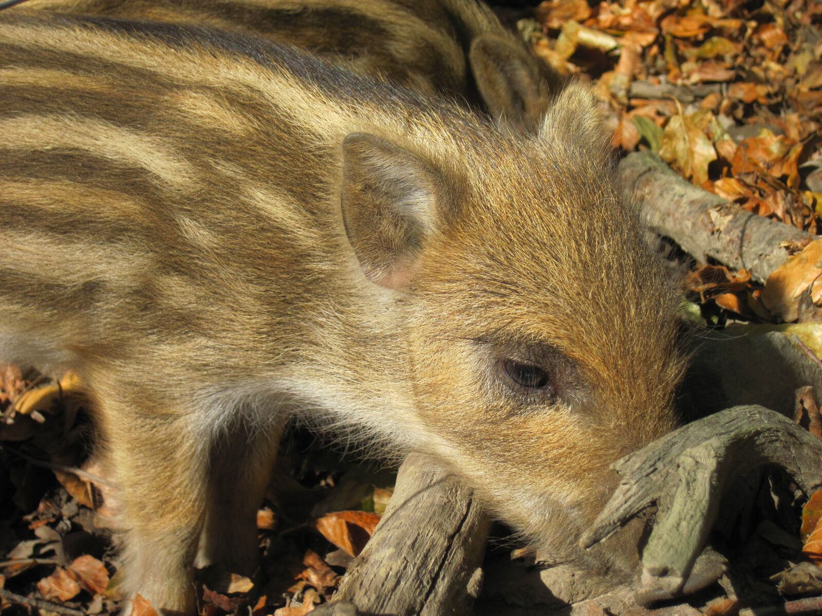 Canon PowerShot D10 sample photo. Launchy, boar, young animal photography