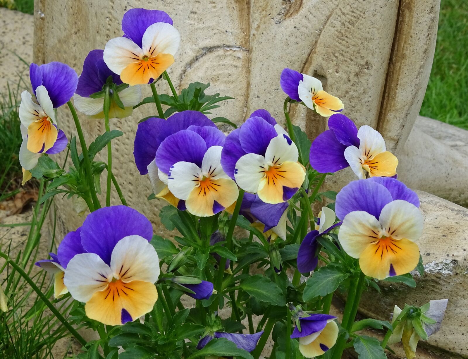 Sony Cyber-shot DSC-HX400V sample photo. 400–500, violet, viola photography