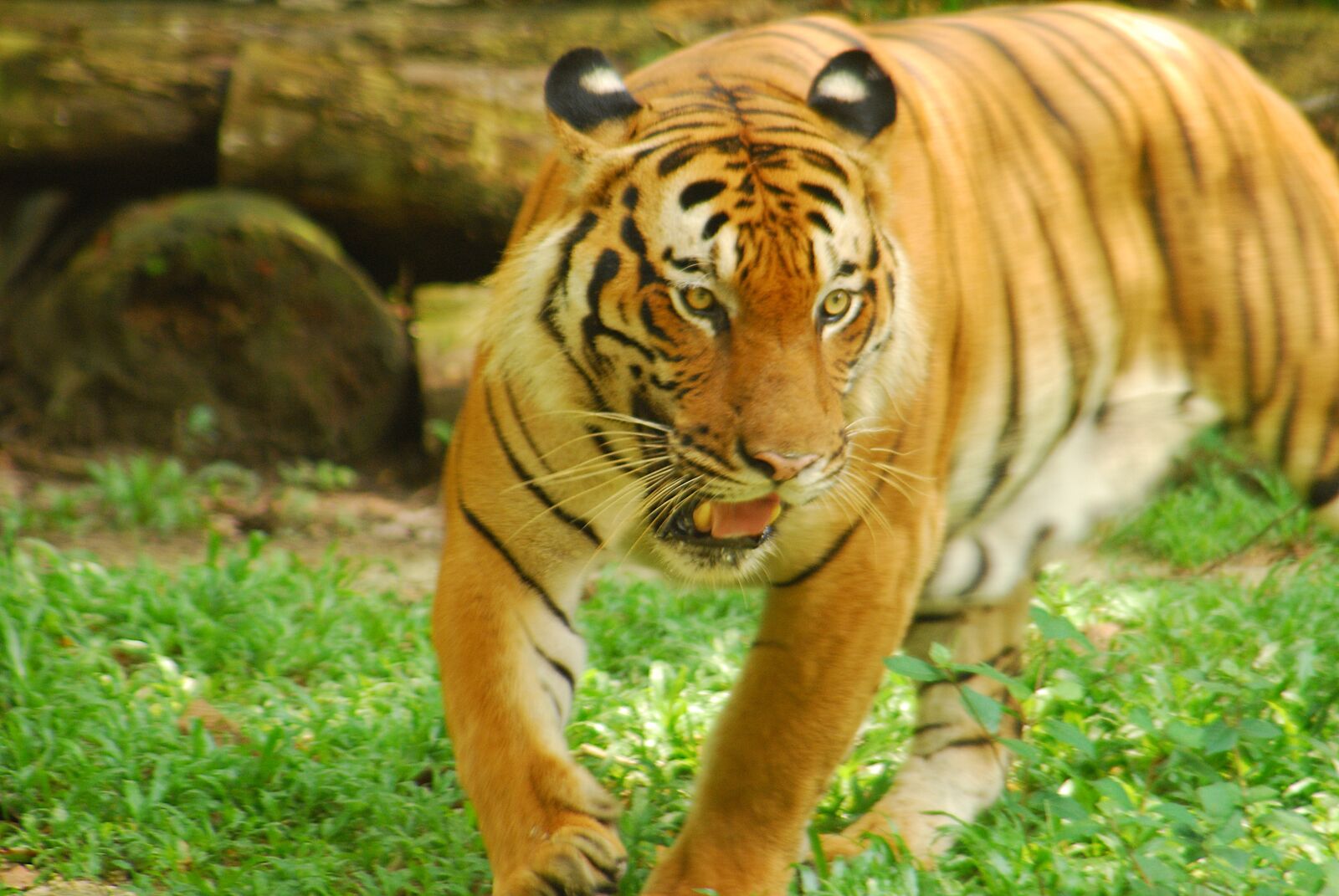 Nikon D40X sample photo. Tiger, zoo, animal photography