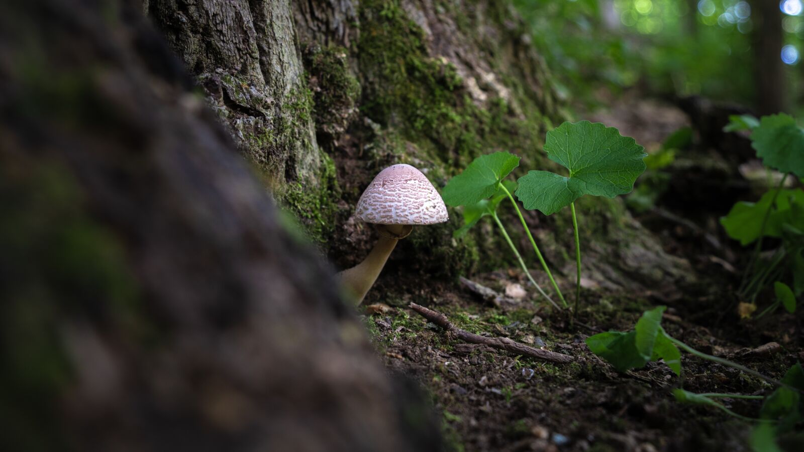 Tamron 17-28mm F2.8 Di III RXD sample photo. Mushroom, forrest, nature photography