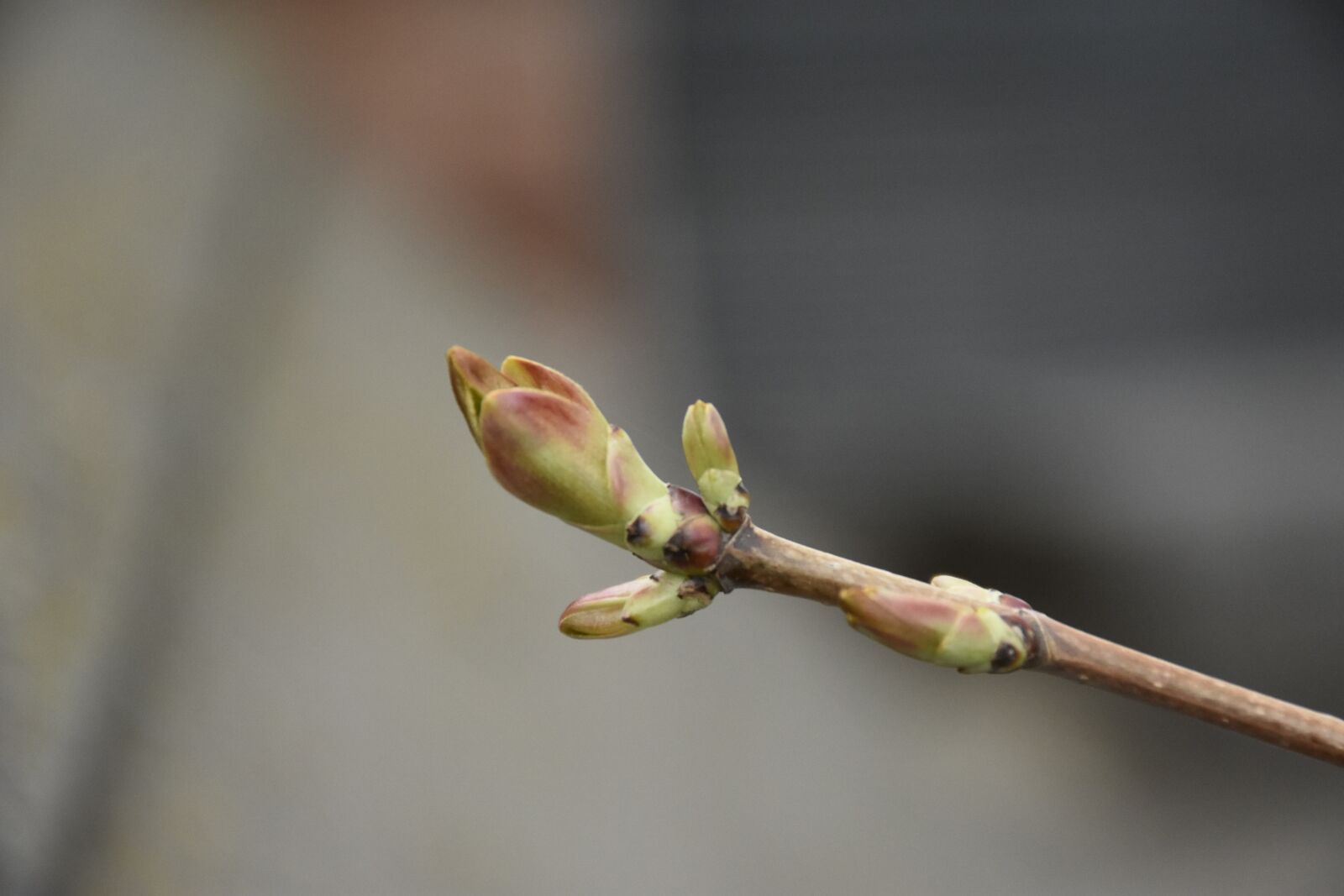 Nikon D7200 sample photo. Maple tree, spring, growth photography