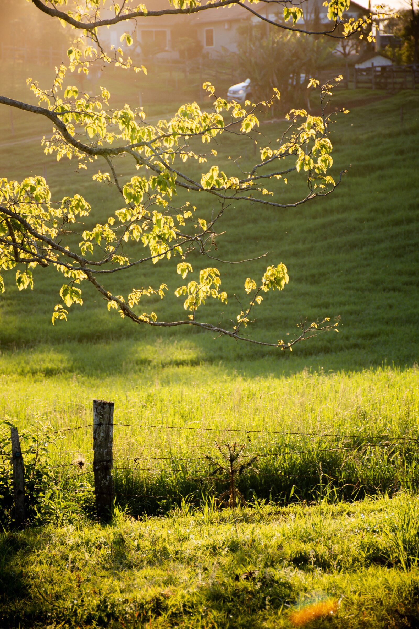 Nikon D7200 sample photo. Meadow, fields, fence photography