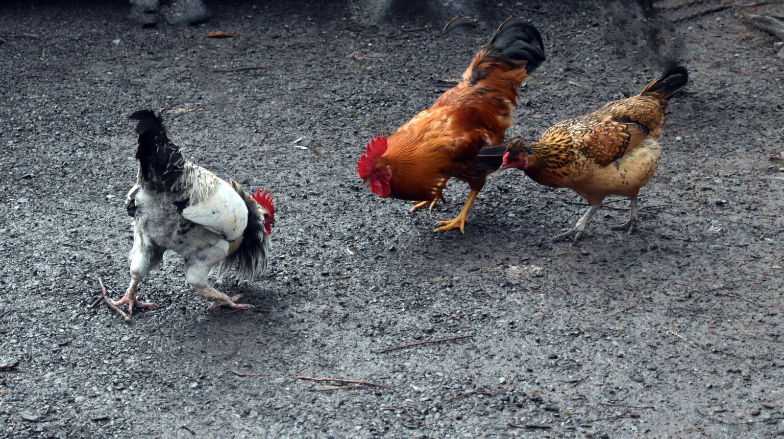 Nikon D5600 sample photo. Hen fight, fight, fight photography