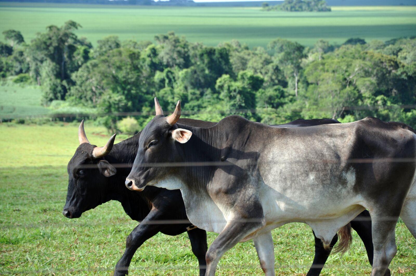 Nikon D90 sample photo. Cattle, cow, about photography