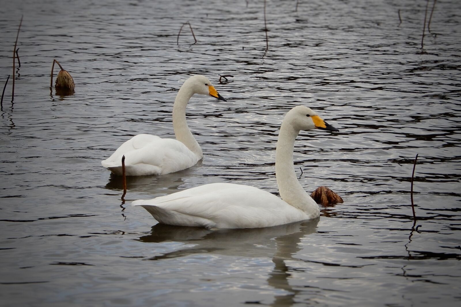 Nikon Coolpix A900 sample photo. Animal, swan, winter photography