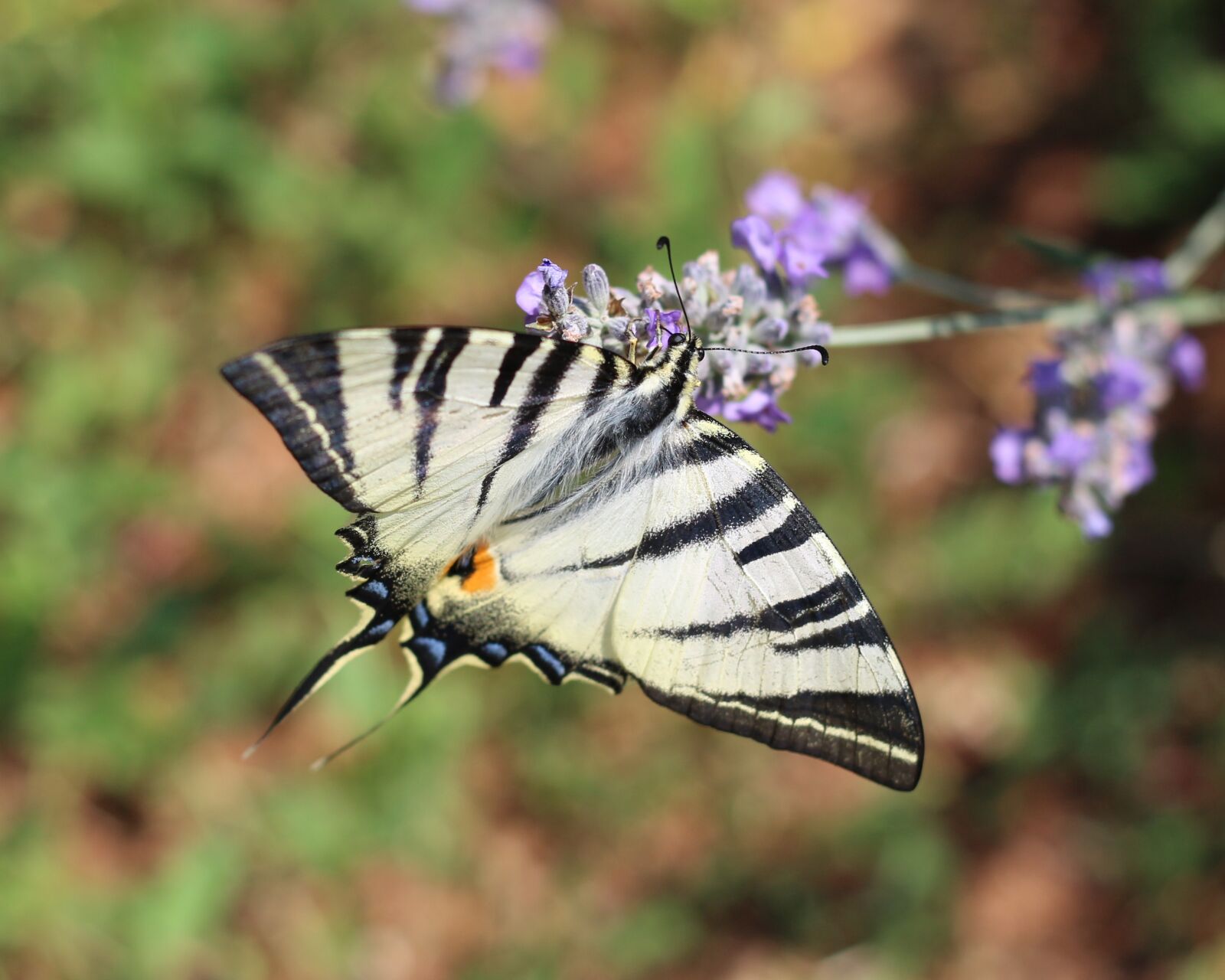 Canon EOS 700D (EOS Rebel T5i / EOS Kiss X7i) sample photo. Nature, lavender, insect photography