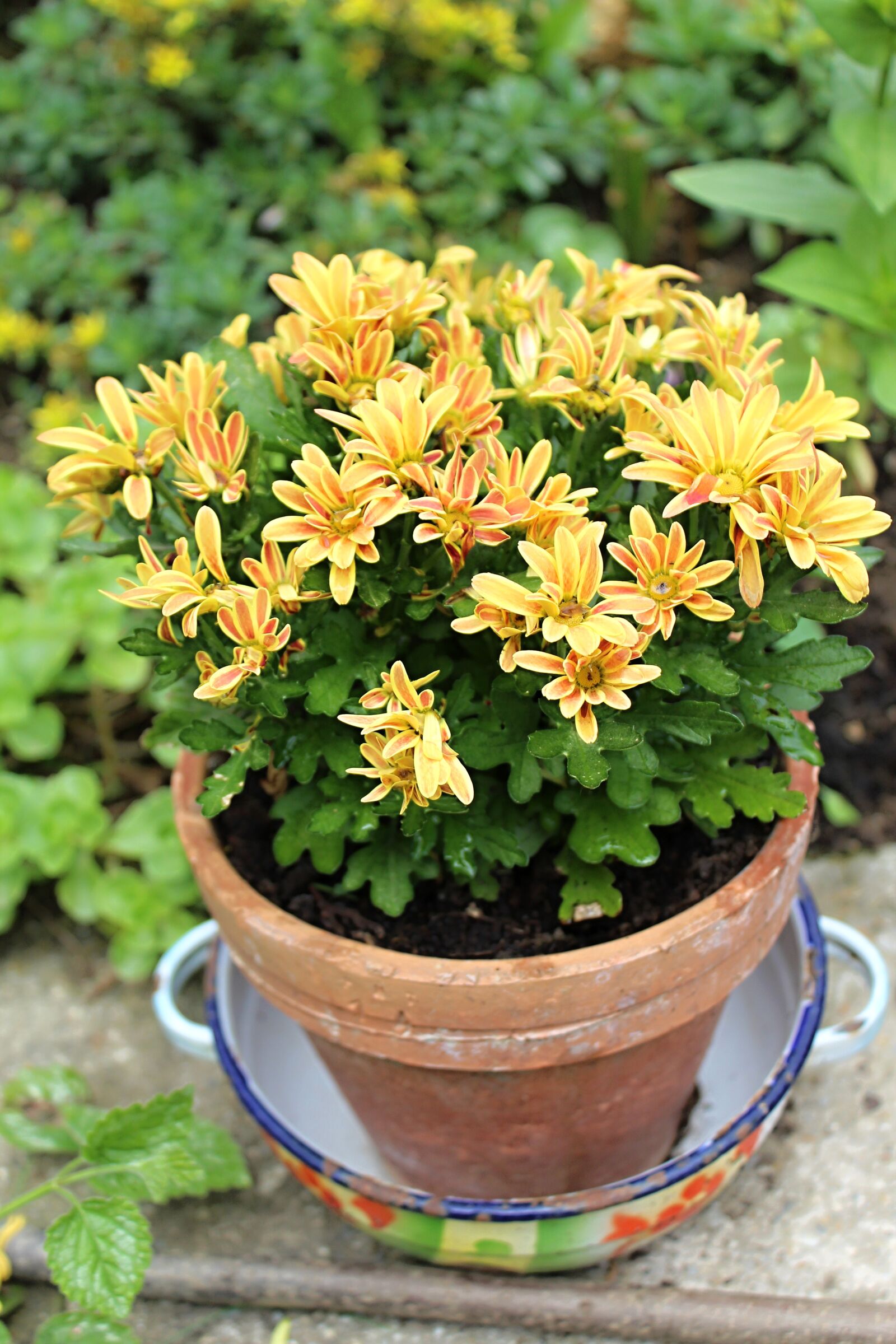 Canon EOS 1300D (EOS Rebel T6 / EOS Kiss X80) sample photo. Flower pot, flowers, yellow photography