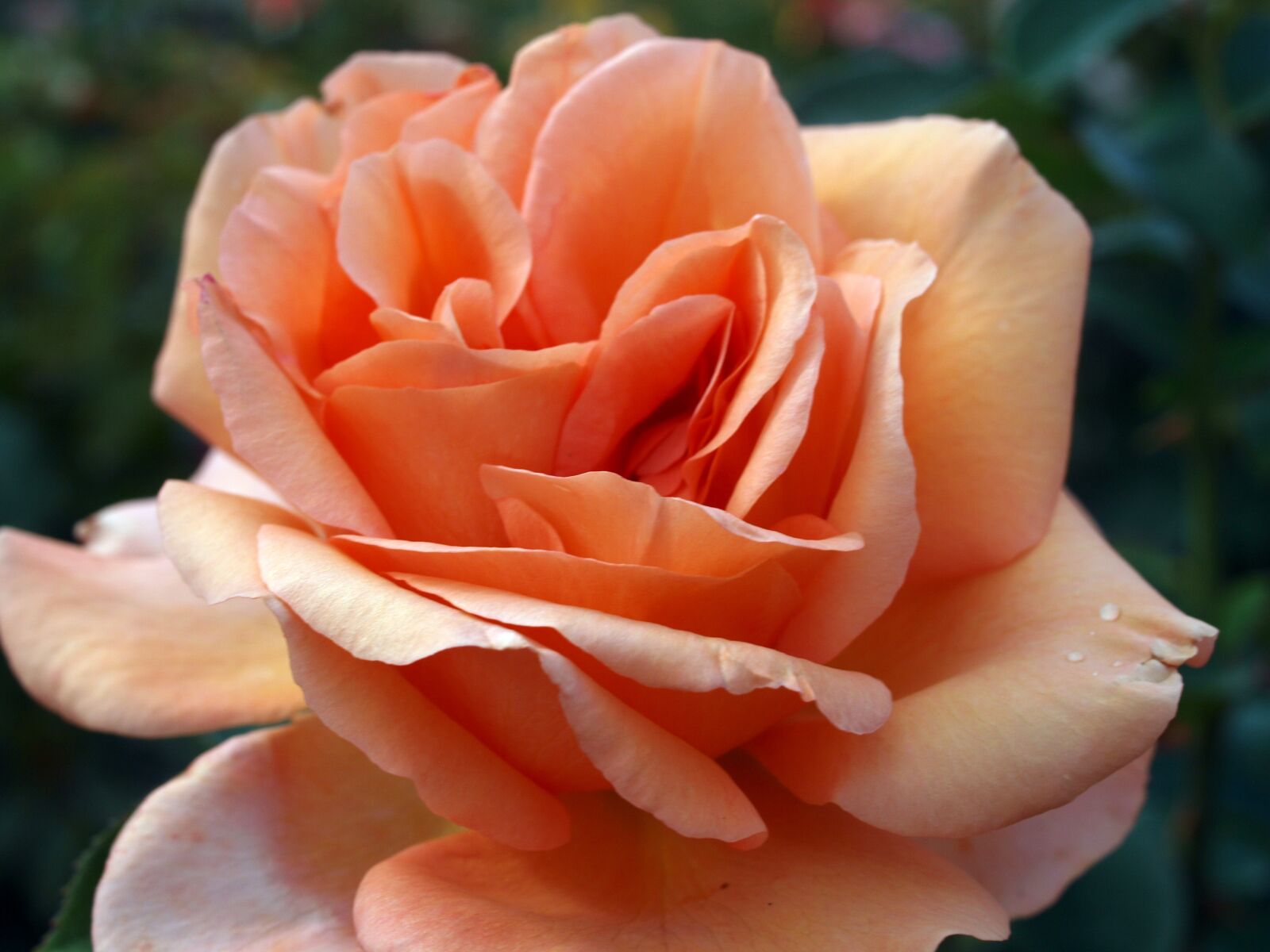 Olympus E-520 (EVOLT E-520) sample photo. Flower, rose, nature photography