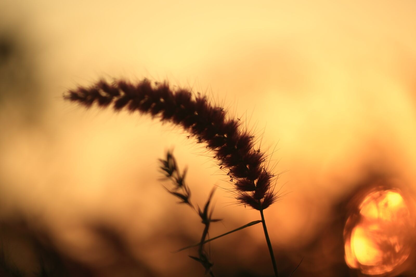 Canon EOS 5D Mark II sample photo. Sunset, evening, sky photography
