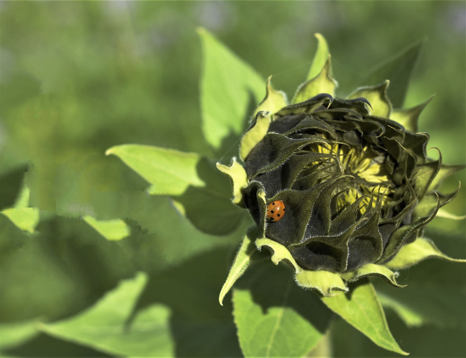 Nikon D7200 sample photo. Sunflower, ladybug, beetle photography