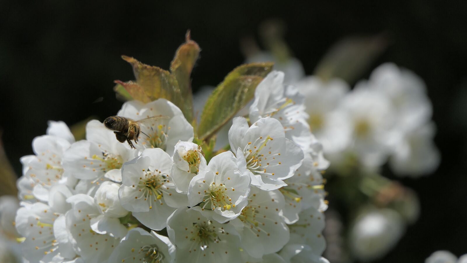 Panasonic Lumix DMC-FZ2500 (Lumix DMC-FZ2000) sample photo. Flower, apple, white photography