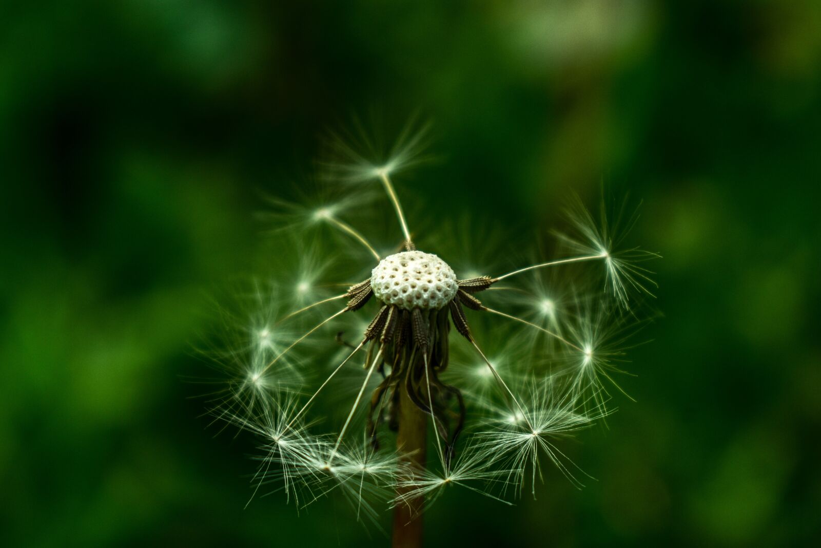 Nikon D3400 sample photo. Dandelion, nature, tooth lion photography