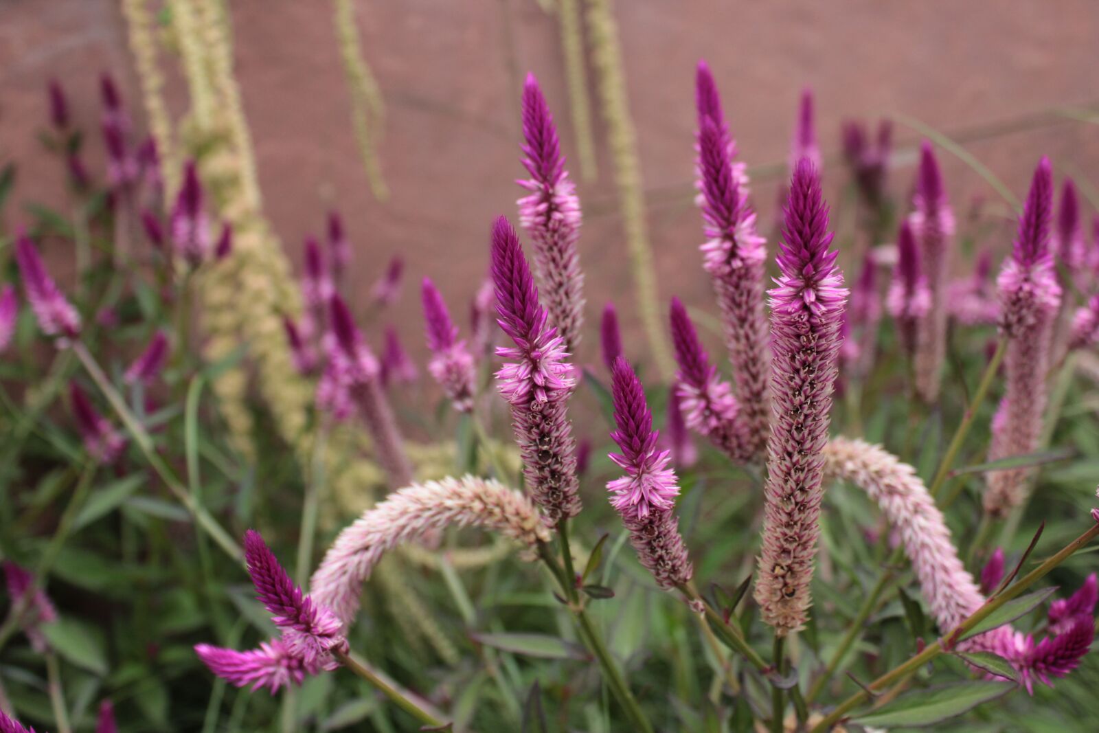Canon EOS 1300D (EOS Rebel T6 / EOS Kiss X80) sample photo. Pink, pink flowers, flowers photography