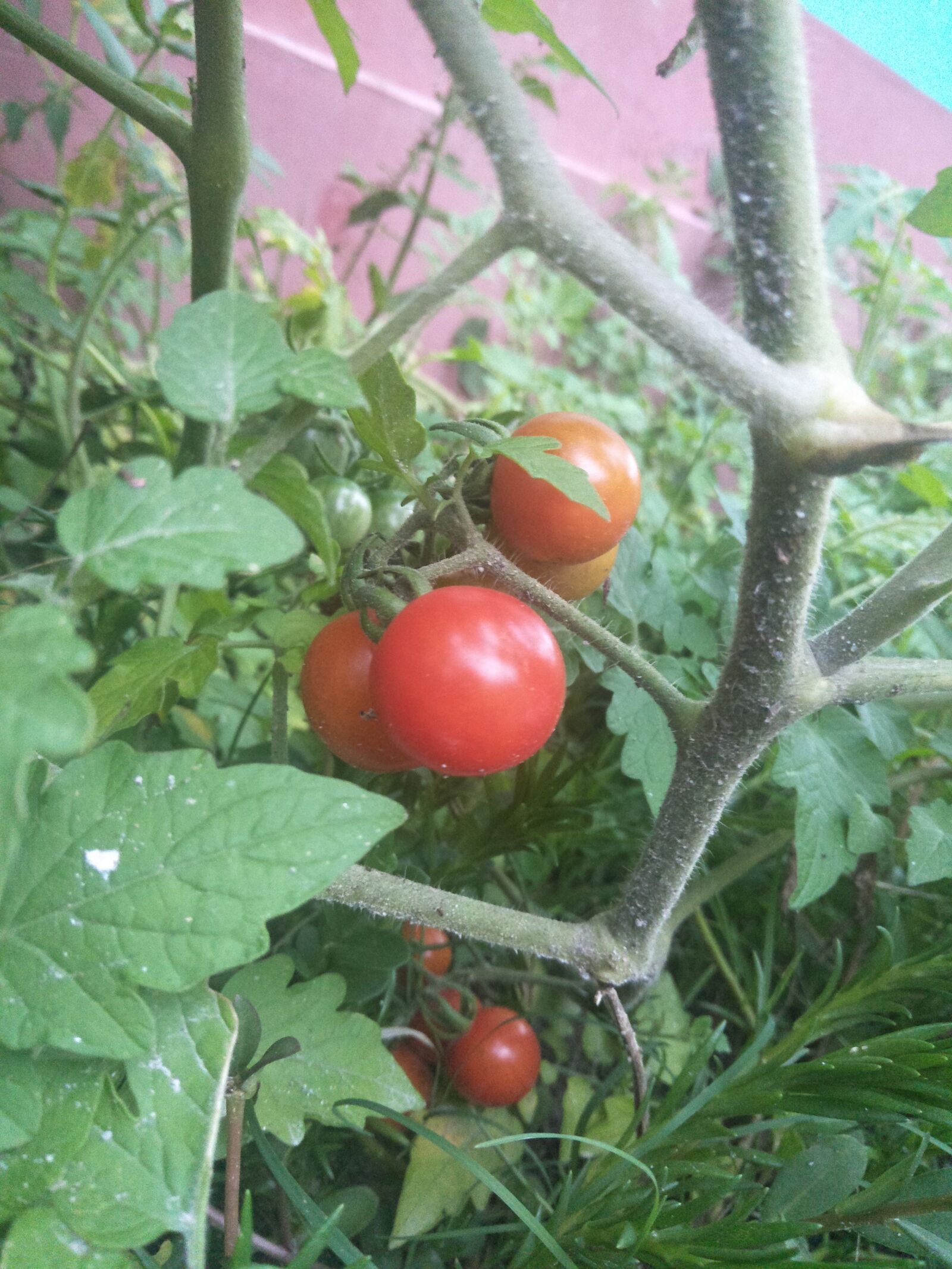 OPPO CPH1701 sample photo. Garden, tomatoes, red photography