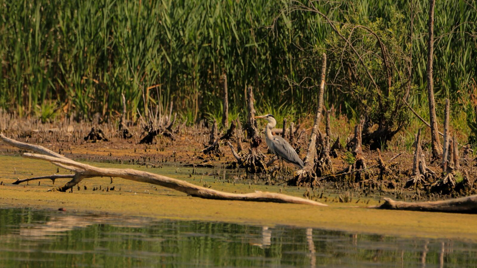 150-600mm F5-6.3 DG OS HSM | Contemporary 015 sample photo. Heron, lake, bird photography