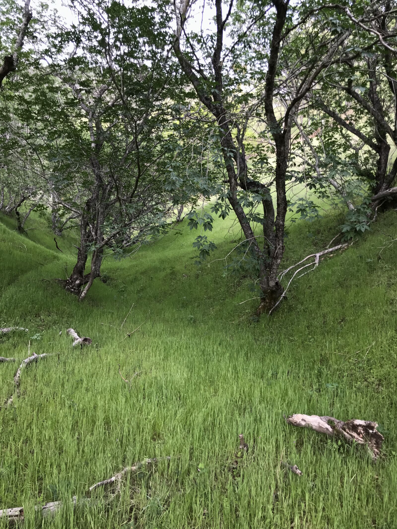 Apple iPhone 7 Plus sample photo. Trees, tree, woods photography