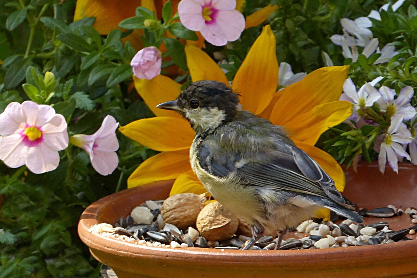 Panasonic Lumix DMC-FZ200 sample photo. Bird, tit, parus major photography