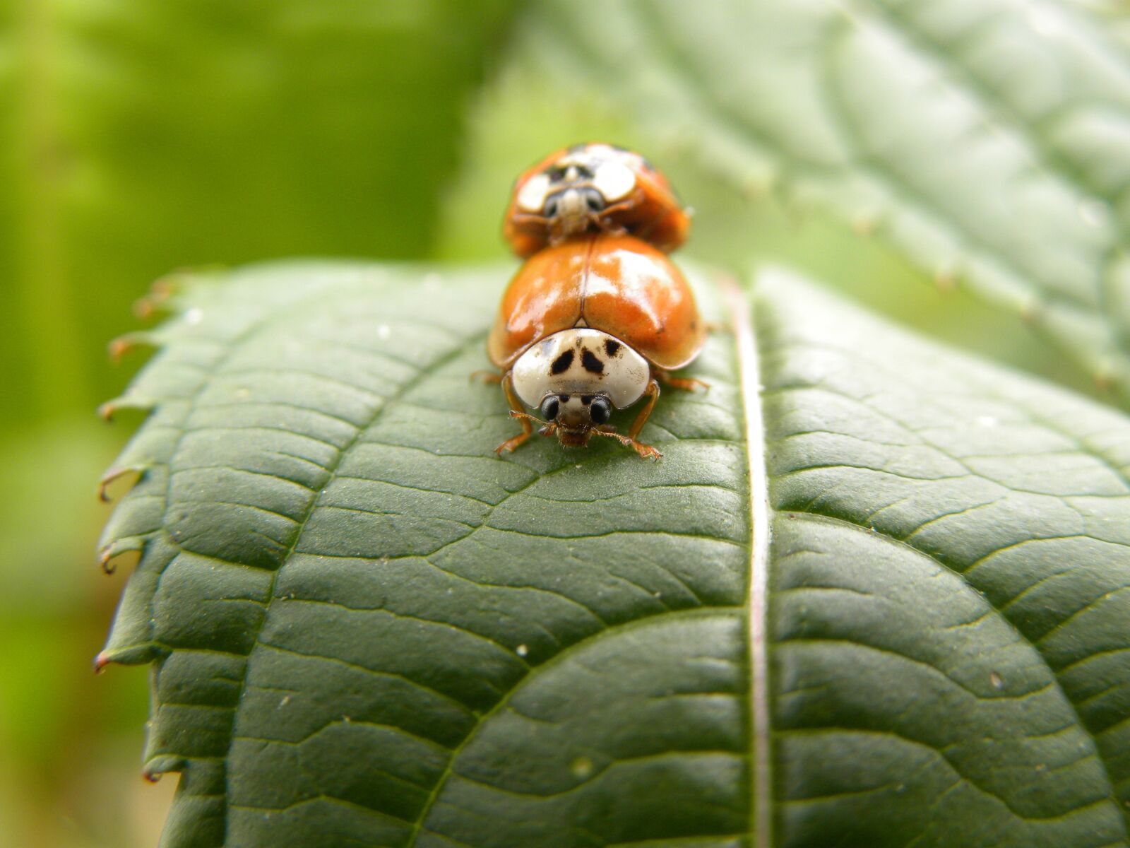 Nikon Coolpix P90 sample photo. Beetle, macro, ladybug photography