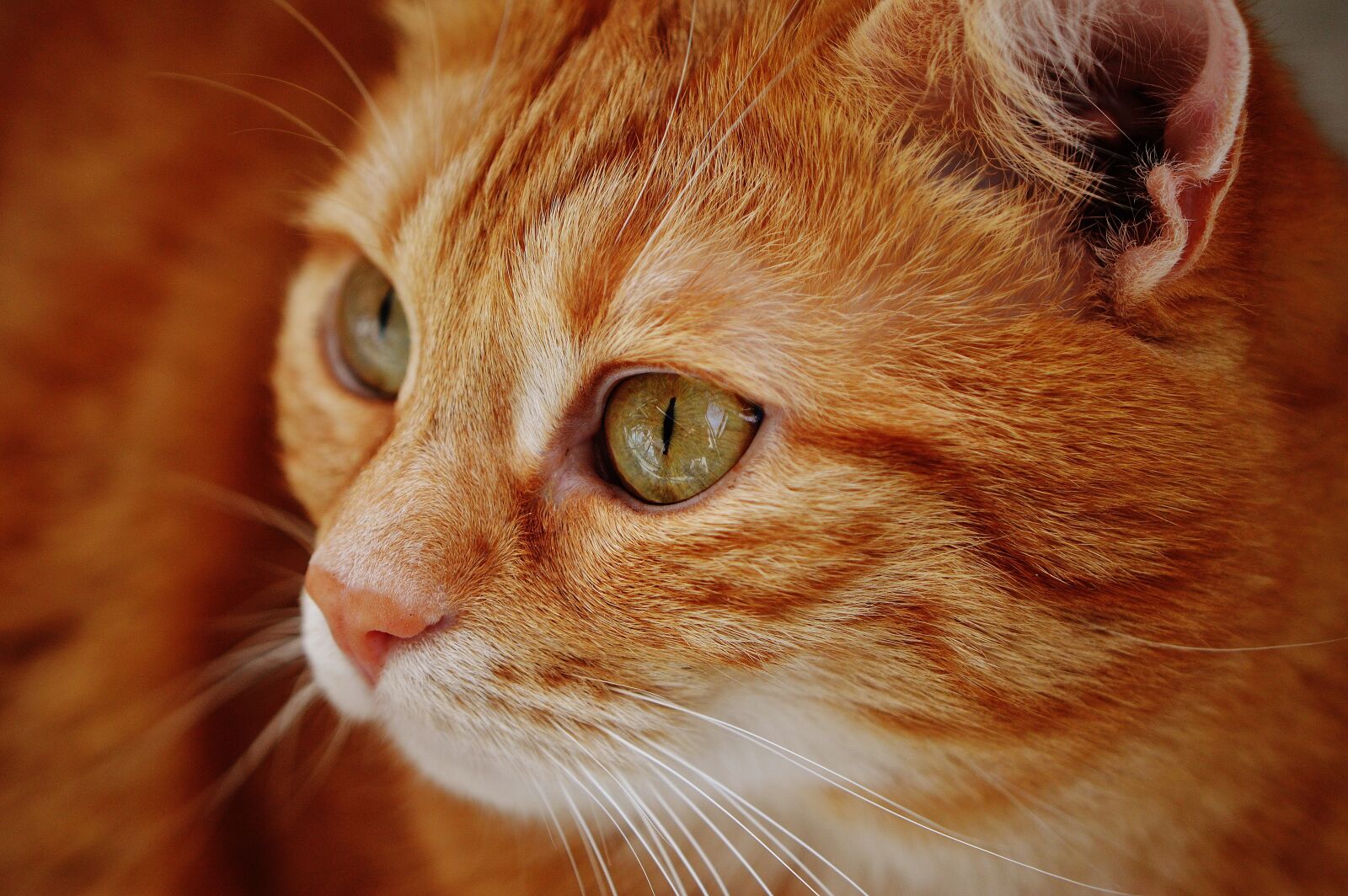 Nikon D3200 sample photo. Cat, red, cute photography