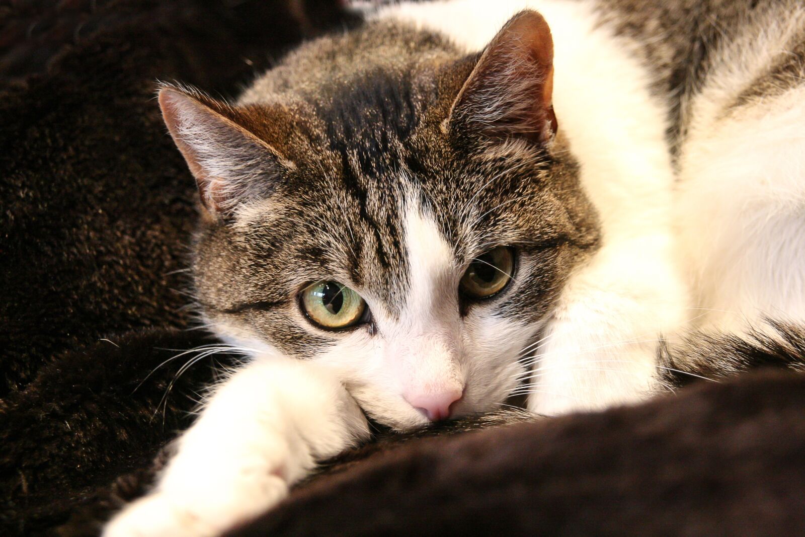 Canon EOS 400D (EOS Digital Rebel XTi / EOS Kiss Digital X) sample photo. Cat, concerns, pet photography