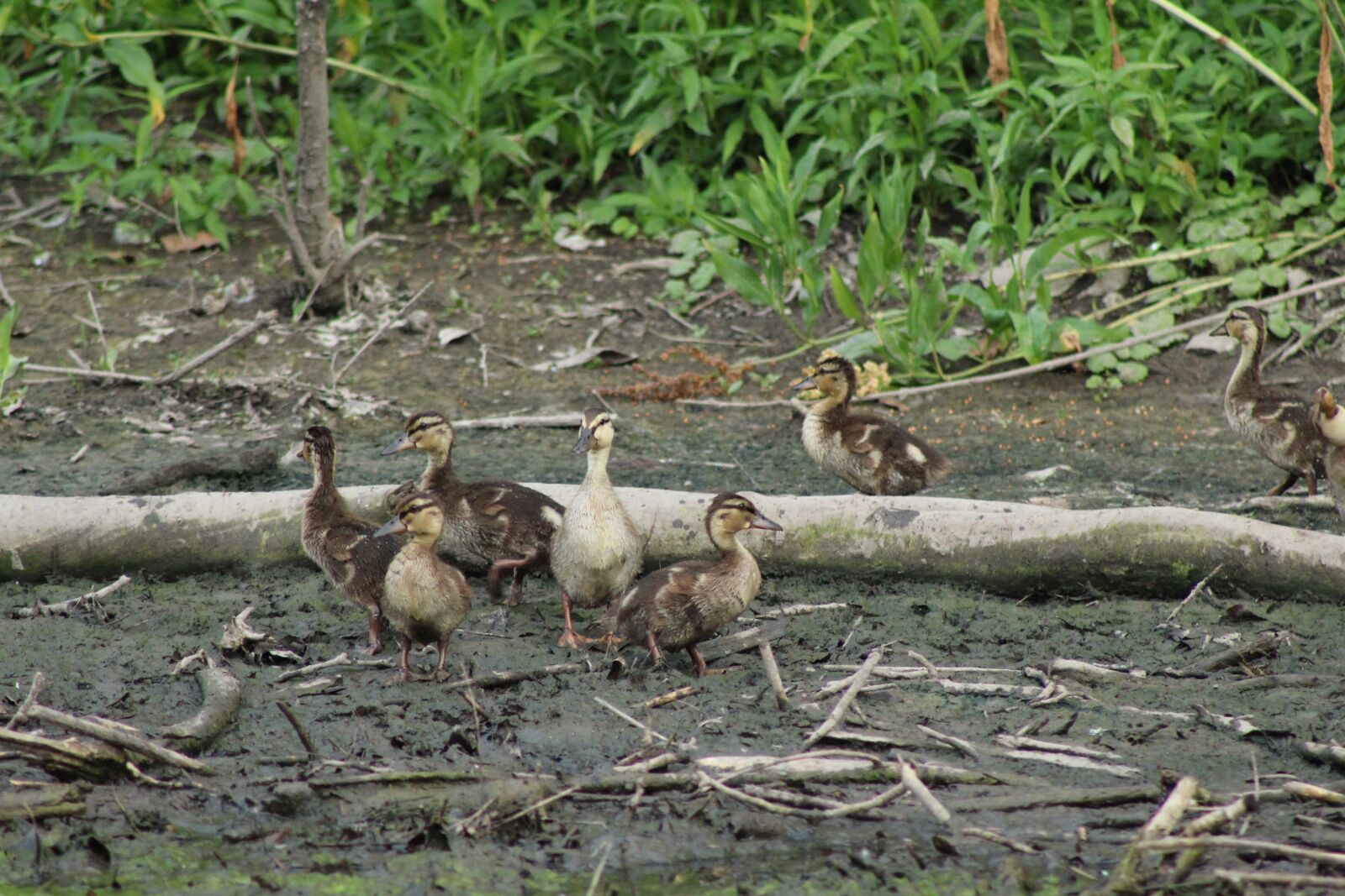 Canon EOS 1300D (EOS Rebel T6 / EOS Kiss X80) + Canon EF75-300mm f/4-5.6 sample photo. Ducklings, nature, duckling photography