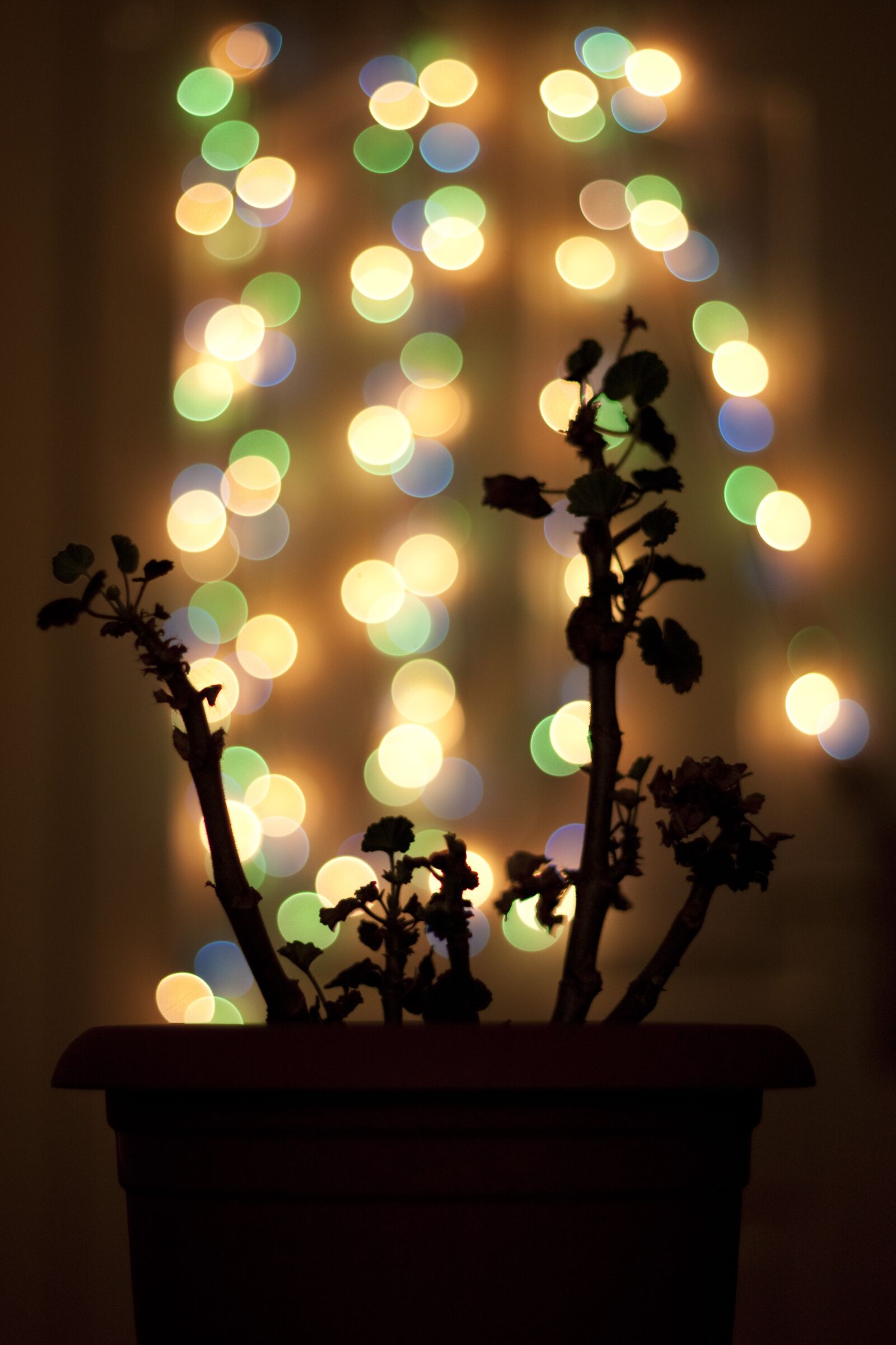 Canon EOS 500D (EOS Rebel T1i / EOS Kiss X3) sample photo. Bokeh, light coloring, geranium photography