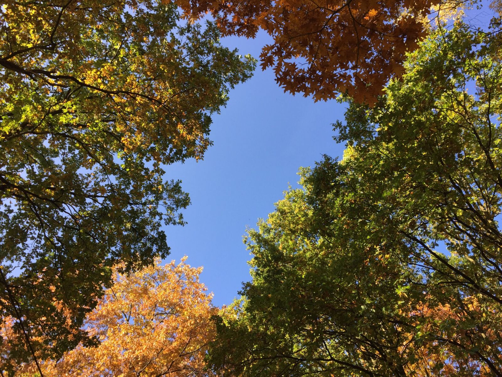Apple iPhone 6 sample photo. Leaves, season, autumn photography
