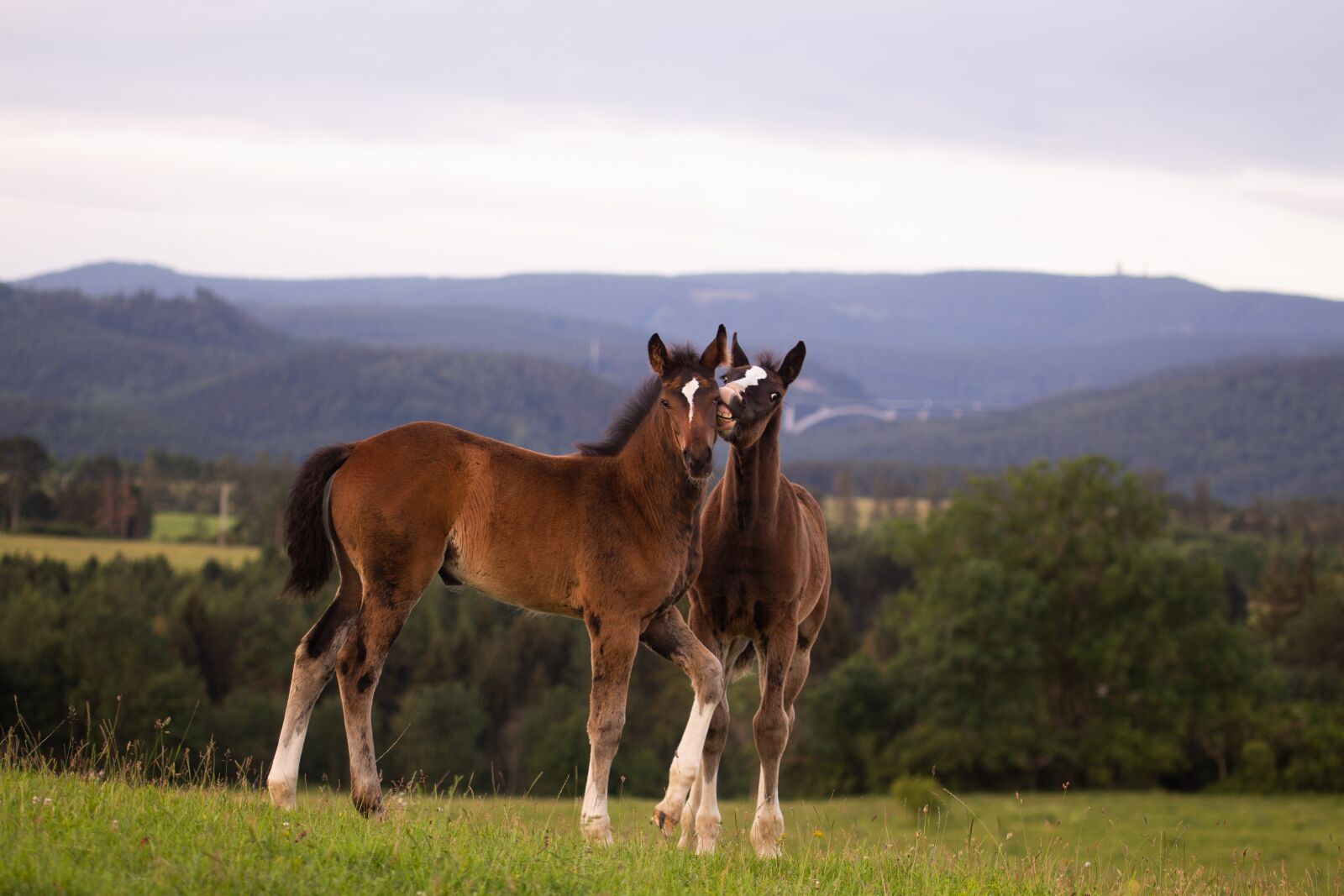 Canon EOS 700D (EOS Rebel T5i / EOS Kiss X7i) sample photo. Horse, brown, animal photography