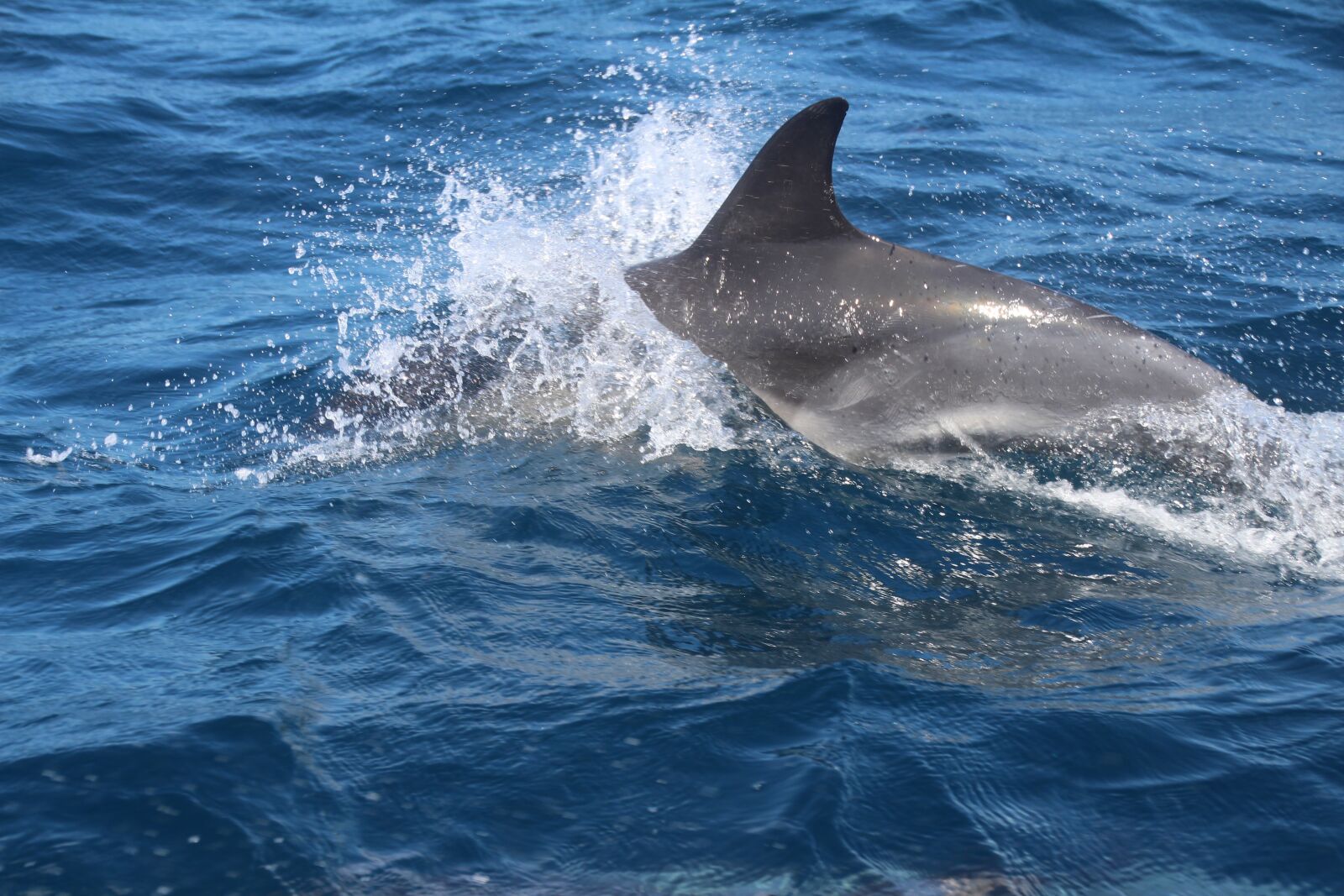 Canon EOS 700D (EOS Rebel T5i / EOS Kiss X7i) sample photo. Dolphin, marine mammals, joy photography