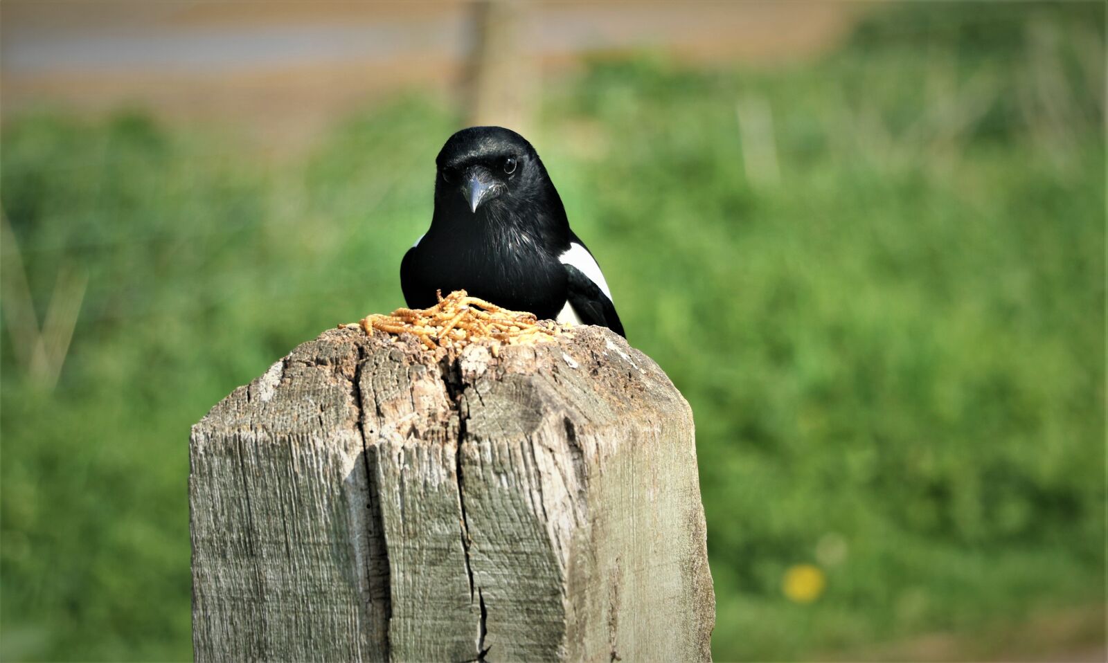 Canon EOS 7D Mark II sample photo. Bird, magpie, nature photography