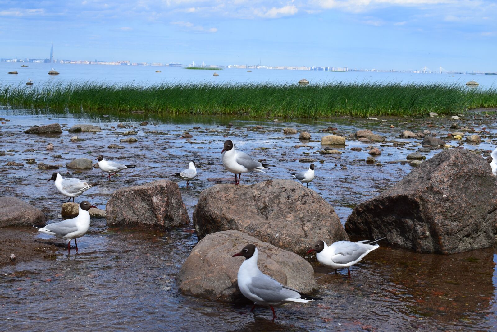 Nikon D3300 sample photo. Gulls, sea, bird photography