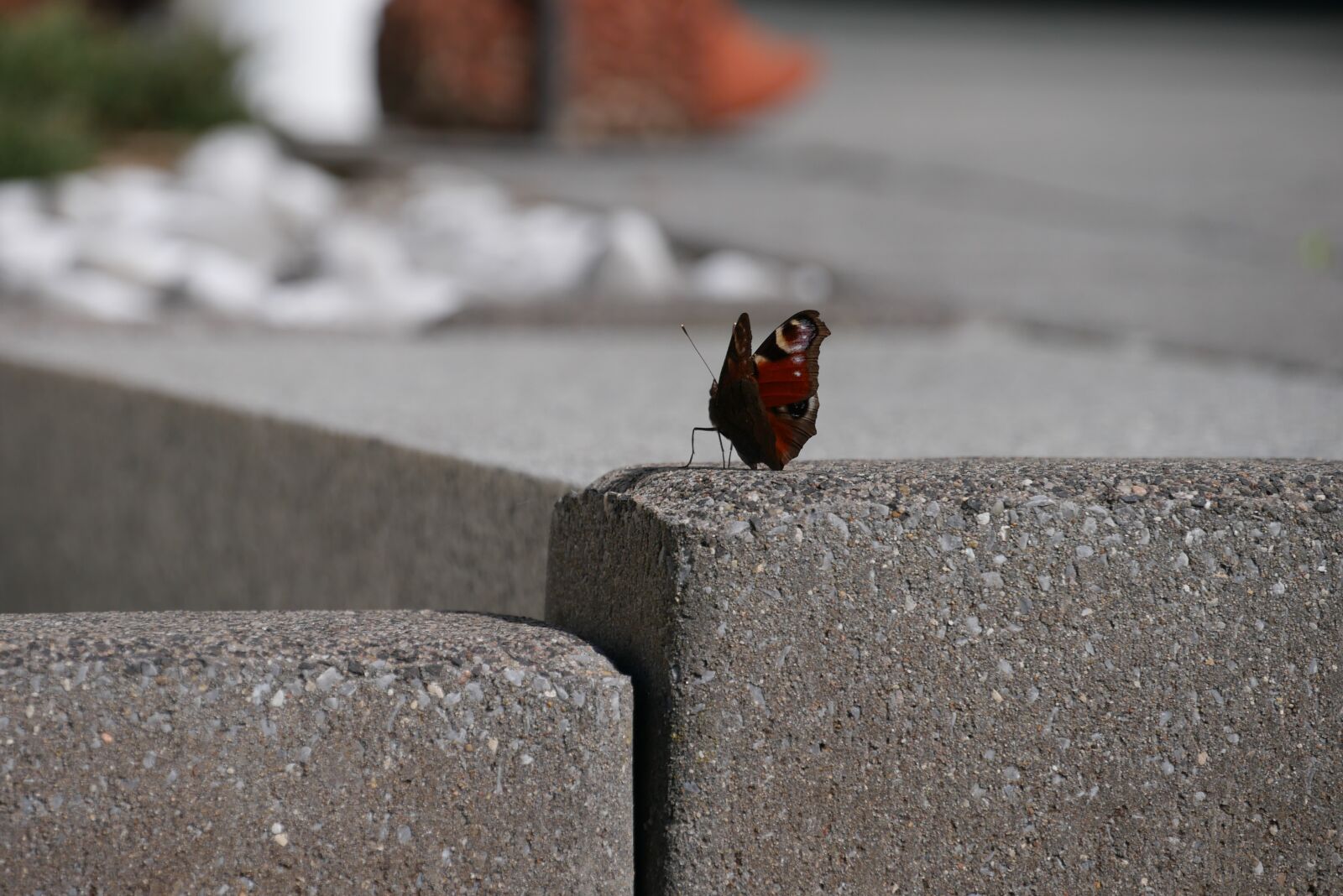 Panasonic DMC-G70 sample photo. Butterfly, spring, summer photography