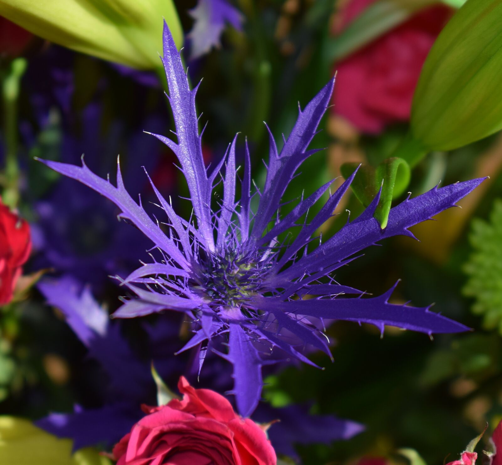 Nikon D3300 sample photo. Purple thistle and red photography