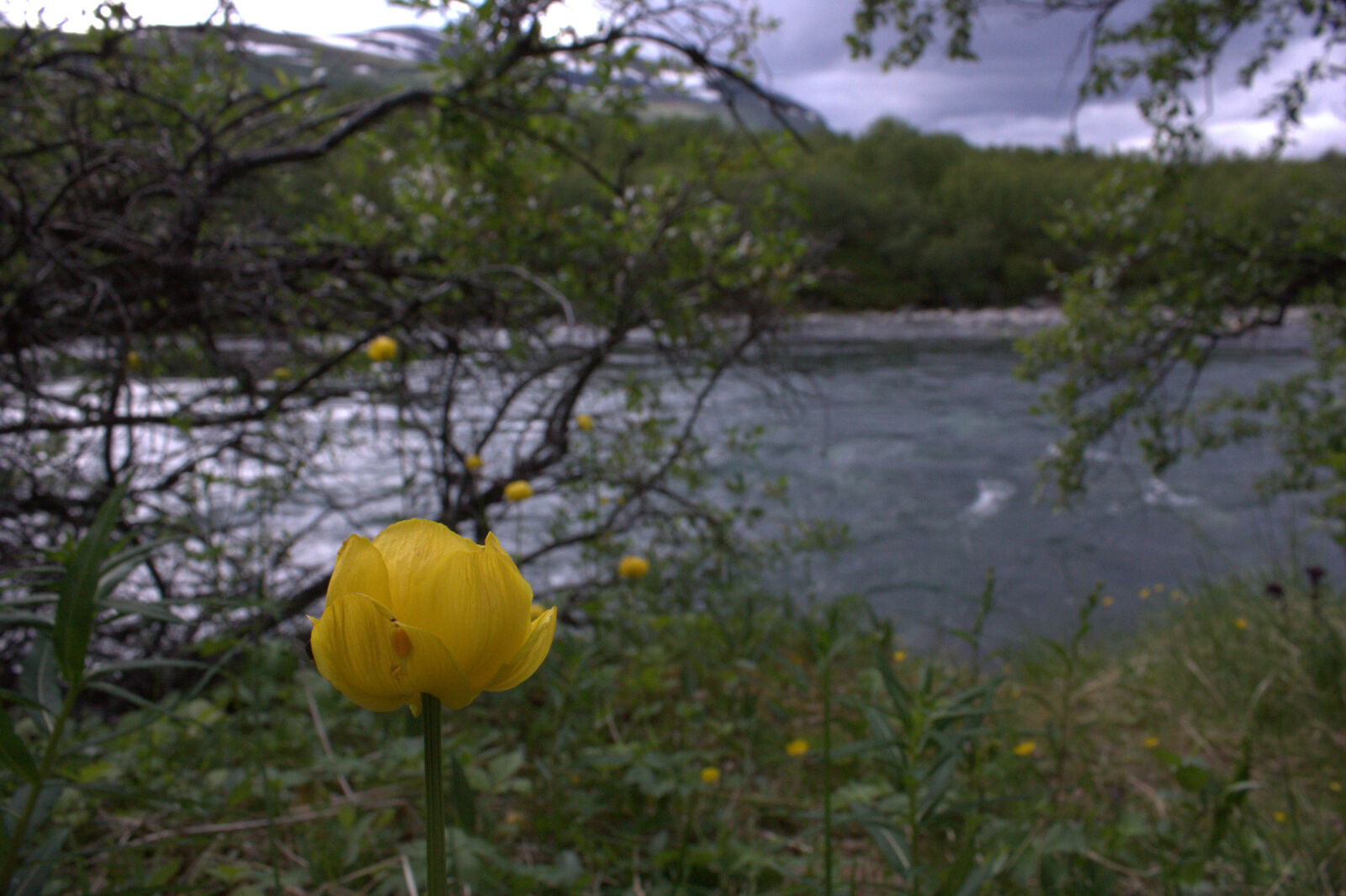 Canon EOS 450D (EOS Rebel XSi / EOS Kiss X2) sample photo. Abisko, flower, landscape, river photography