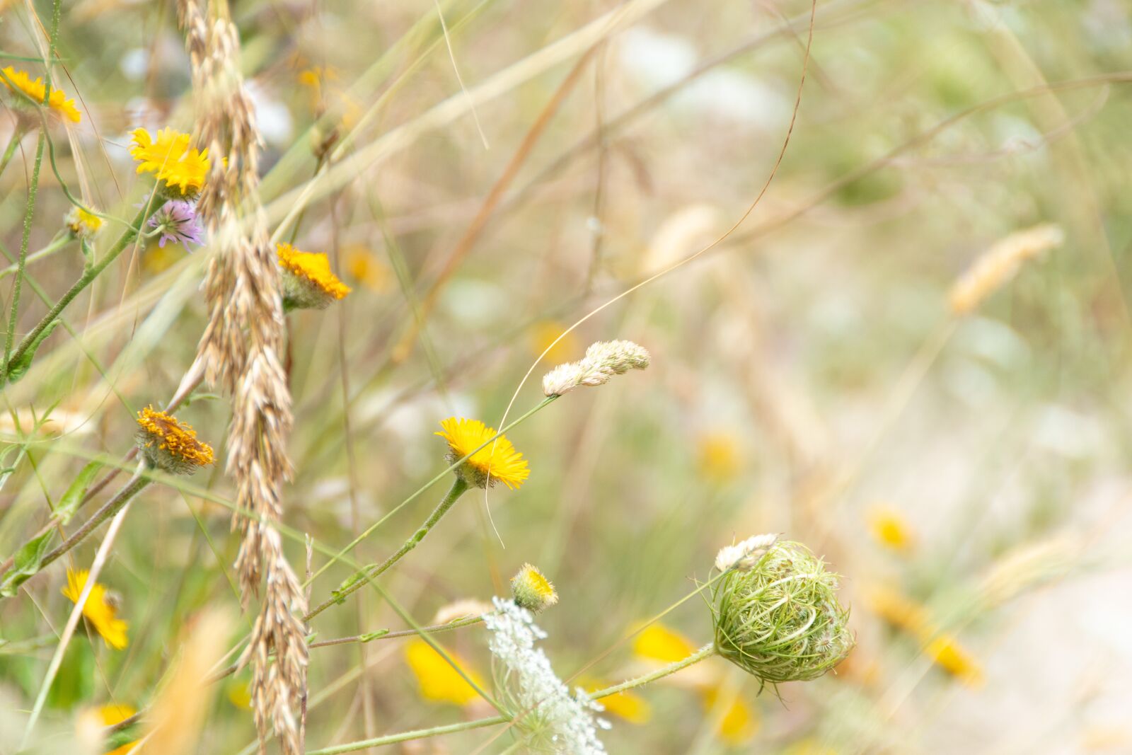 Nikon D500 sample photo. Meadow, flowers, grass photography