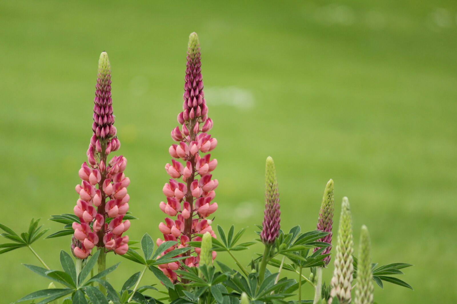 Canon EOS 1200D (EOS Rebel T5 / EOS Kiss X70 / EOS Hi) sample photo. Flowers, lupins, lupine photography