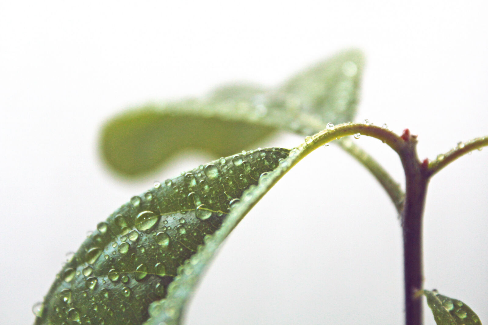 Canon EOS 1300D (EOS Rebel T6 / EOS Kiss X80) sample photo. Drop, green, grow, leaf photography