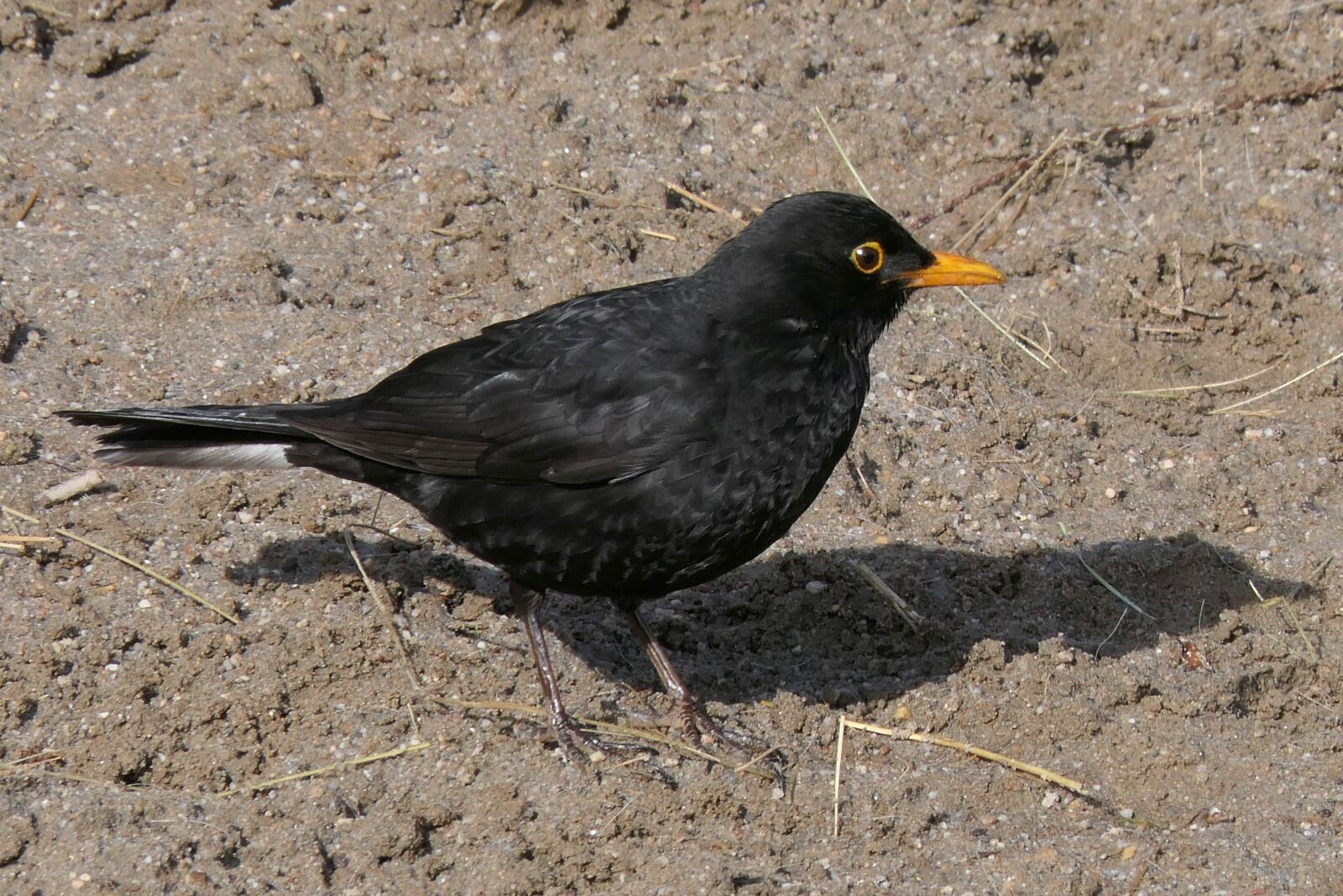 Panasonic Lumix DMC-FZ2500 (Lumix DMC-FZ2000) sample photo. Bird, animal world, nature photography