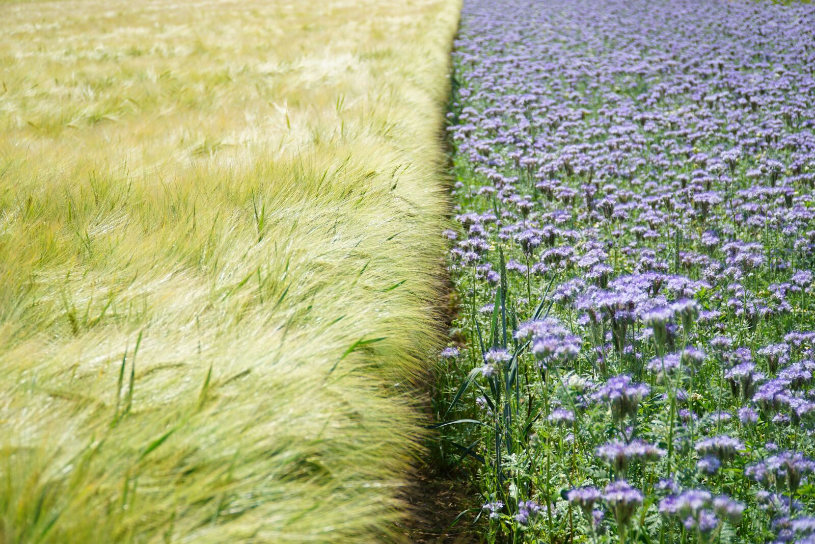 Sony a6000 sample photo. Fields, wheat, flower photography