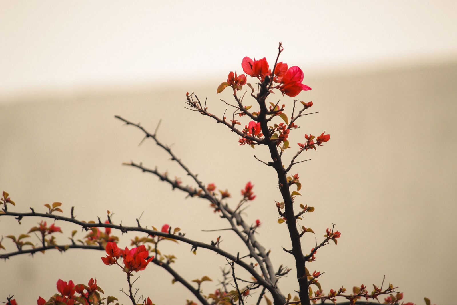 Canon EOS 1300D (EOS Rebel T6 / EOS Kiss X80) sample photo. Flower, nature, red photography