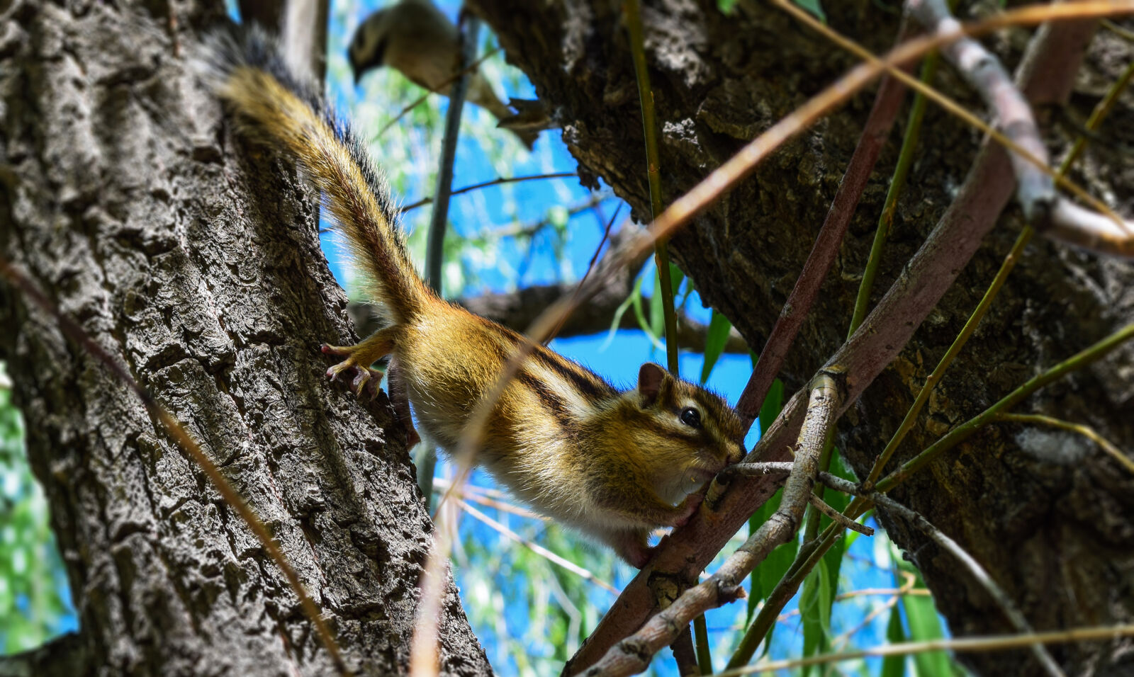 Nikon D5300 sample photo. Brown, and, white, squirrel photography