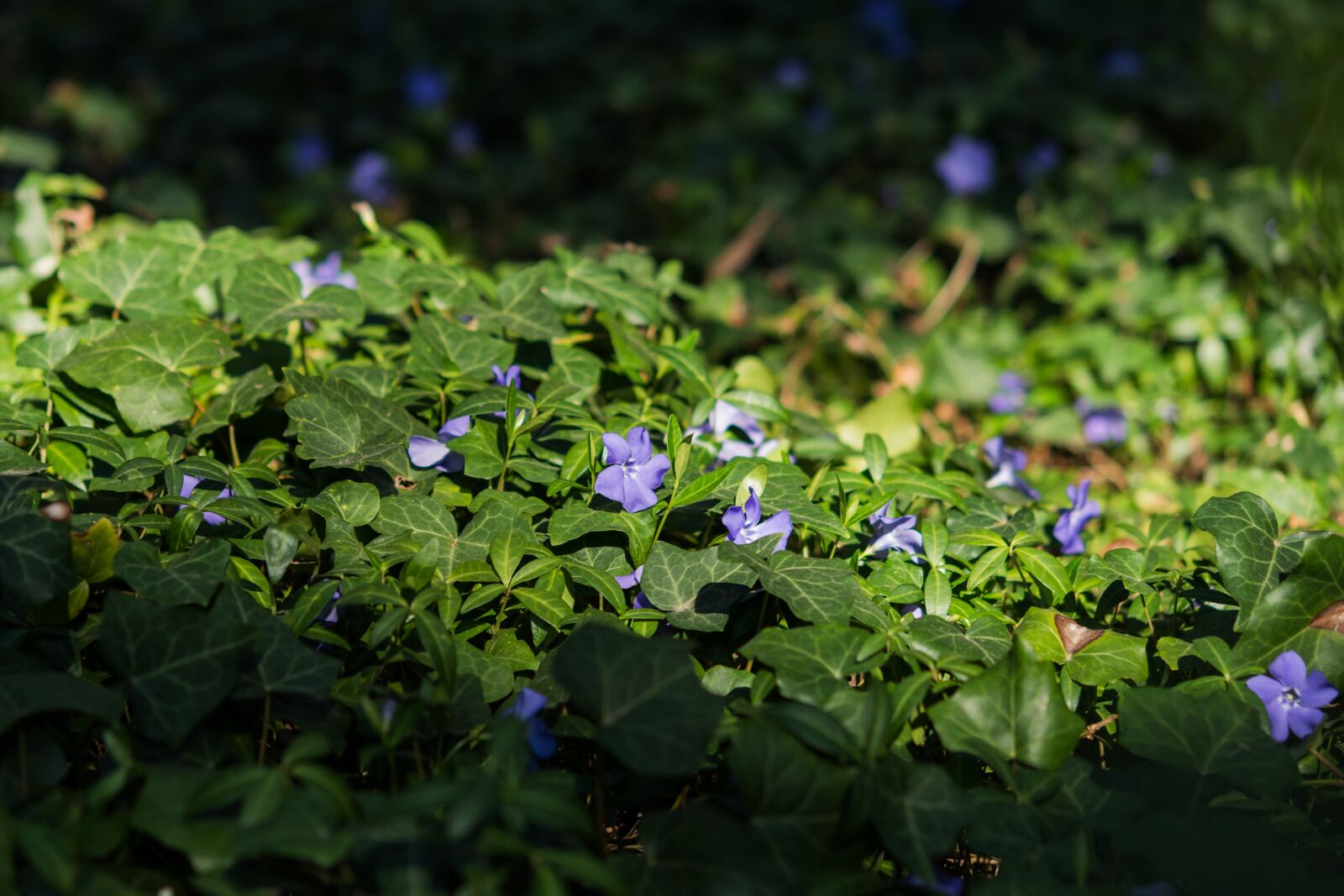 Nikon D7200 sample photo. Periwinkle, flower, purple photography