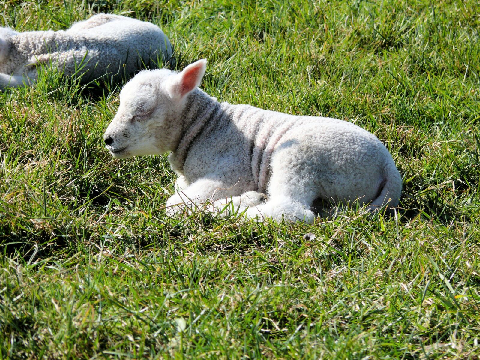 Panasonic DMC-FZ50 sample photo. Sheep, nature, lamb photography